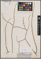 Foto von Salix eriocephala var. watsonii (Bebb) Dorn